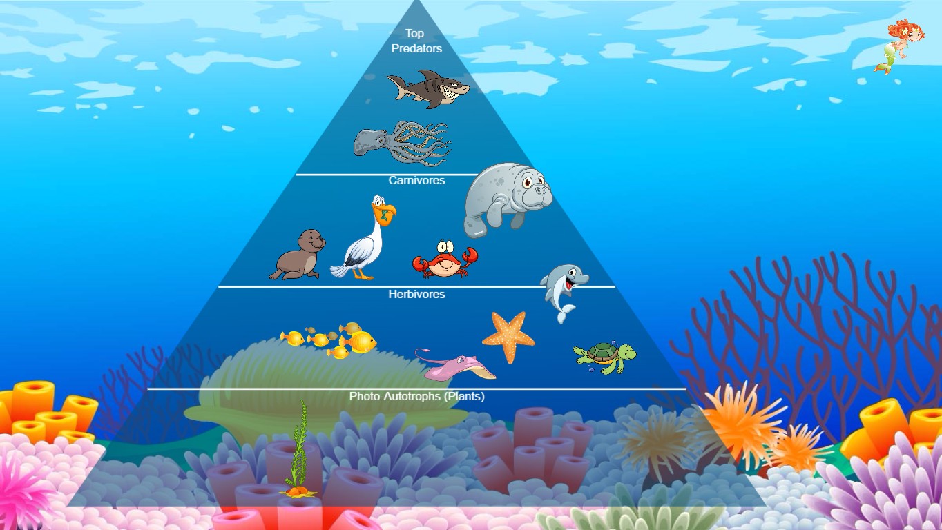 Ocean Ecological Pyramid | Tynker
