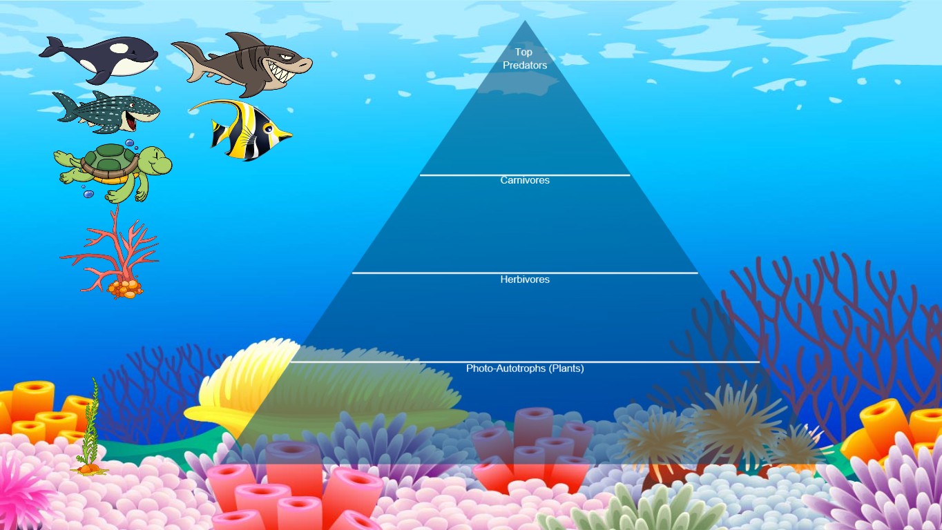 Ocean Ecological Pyramid - TEMPLATE | Tynker