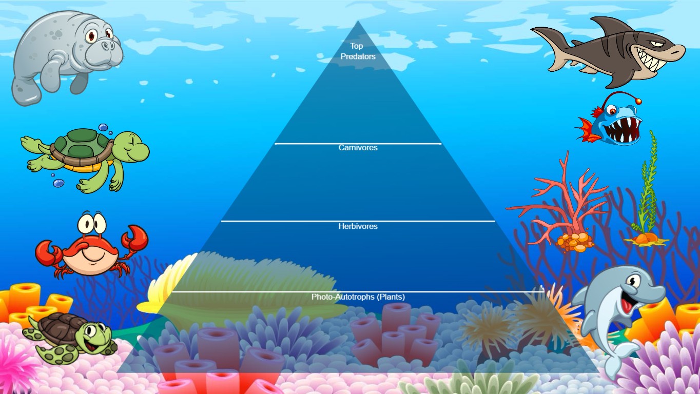 Ocean Ecological Pyramid - TEMPLATE | Tynker