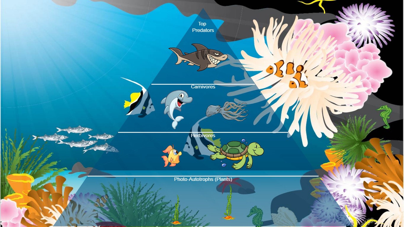 Food Chain Of The Sea