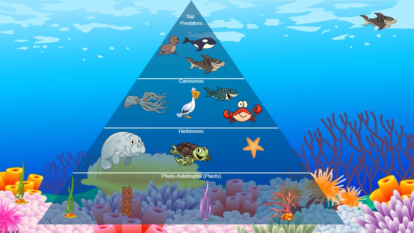 Coral Reef Ecological Pyramid