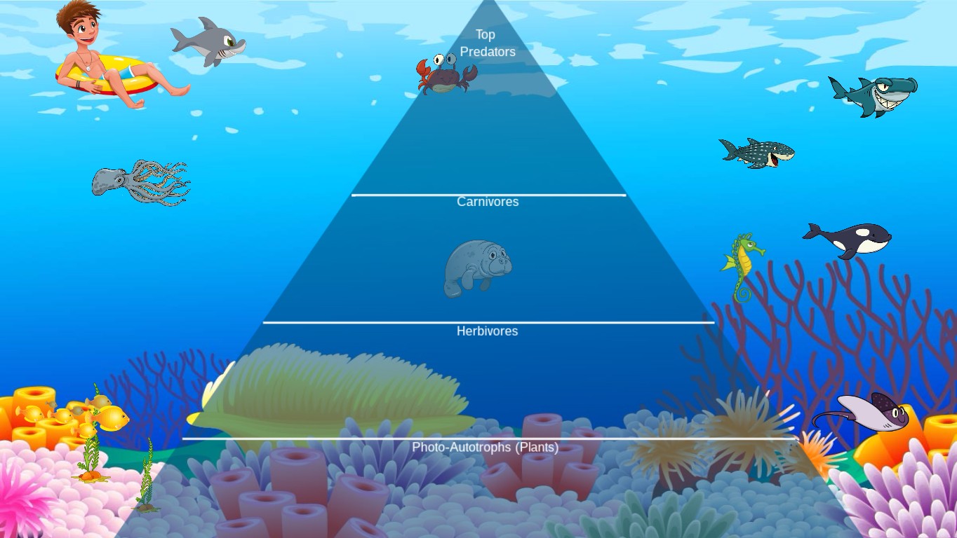 Ocean Ecological Pyramid | Tynker