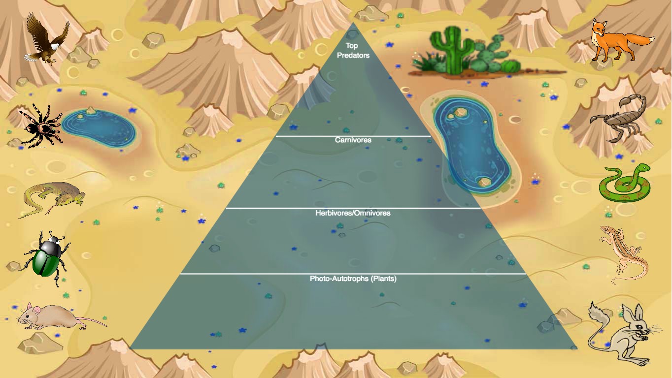 desert ecological pyramid