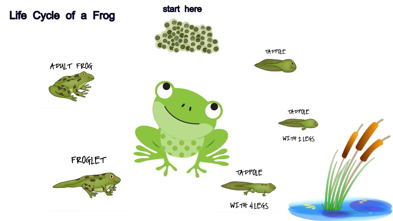 frog by cycle