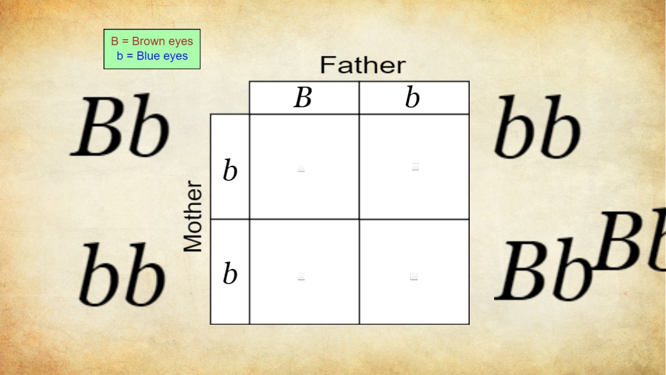 punnett square template